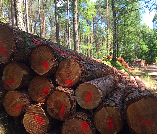 Wood Poles Supplier And Manufacturer Induo